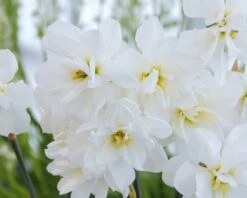 Narcissus 'Albus Plenus Odoratus' -Flowers Sales Store narcissus albus plenus odoratus 4