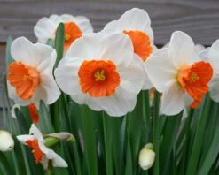 Narcissus 'Amadeus' 13 Narcissus 'Amadeus' -Flowers Sales Store narcissus amadeus 1