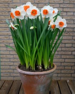 Narcissus 'Amadeus' 12 Narcissus 'Amadeus' -Flowers Sales Store narcissus amadeus 2