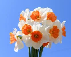 Narcissus 'Amadeus' 16 Narcissus 'Amadeus' -Flowers Sales Store narcissus amadeus 3