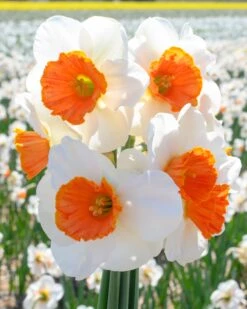 Narcissus 'Amadeus' 14 Narcissus 'Amadeus' -Flowers Sales Store narcissus amadeus 4