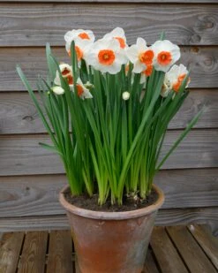 Narcissus 'Amadeus' 17 Narcissus 'Amadeus' -Flowers Sales Store narcissus amadeus 5