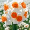 Narcissus 'Amadeus' 1 Narcissus 'Amadeus' -Flowers Sales Store narcissus amadeus 6