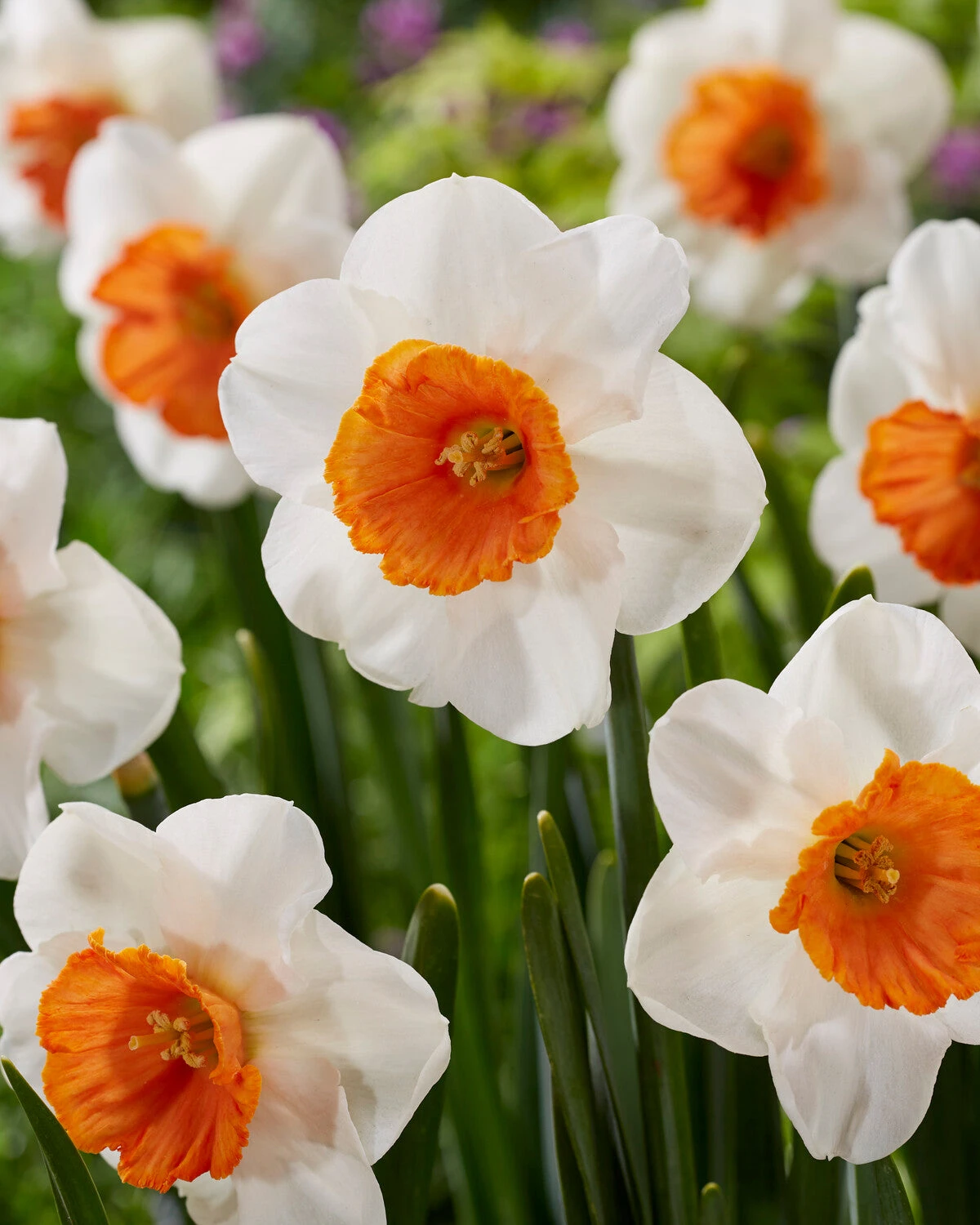 Narcissus 'Amadeus' 4 Narcissus 'Amadeus' - Image 2