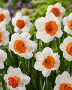 Narcissus 'Amadeus' 15 Narcissus 'Amadeus' -Flowers Sales Store narcissus amadeus 8