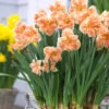 Narcissus 'Apricot Whirl' -Flowers Sales Store narcissus apricot whirl 00