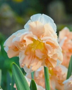 Narcissus 'Apricot Whirl' -Flowers Sales Store narcissus apricot whirl 1