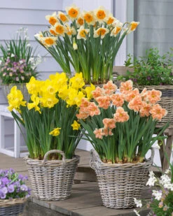 Narcissus 'Apricot Whirl' -Flowers Sales Store narcissus apricot whirl 1 0d66f2bb c156 4d2b 99d3 3f34cee26718