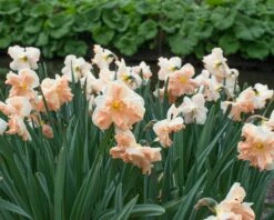 Narcissus 'Apricot Whirl' -Flowers Sales Store narcissus apricot whirl 2