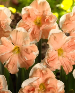 Narcissus 'Apricot Whirl' -Flowers Sales Store narcissus apricot whirl 3 1cc84afe 72dc 49e7 8698 7a1dcaa6451b