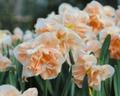 Narcissus 'Apricot Whirl' -Flowers Sales Store narcissus apricot whirl 4