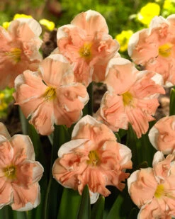 Narcissus 'Apricot Whirl' -Flowers Sales Store narcissus apricot whirl 4 bde1627f c295 4211 80c8 276a6866e0b3