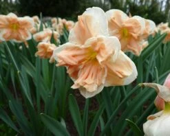 Narcissus 'Apricot Whirl' -Flowers Sales Store narcissus apricot whirl 5