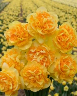 Narcissus 'Art Perfume' -Flowers Sales Store narcissus art perfume 1