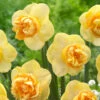 Narcissus 'Art Perfume' -Flowers Sales Store narcissus art perfume 4
