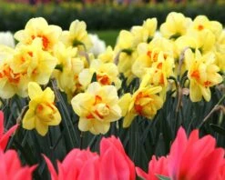 Narcissus 'Ascot' -Flowers Sales Store narcissus ascot 2