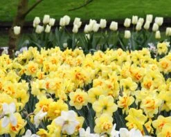 Narcissus 'Ascot' -Flowers Sales Store narcissus ascot 3 a8e64e56 39c6 422d 82a8 d2f989cf1bda