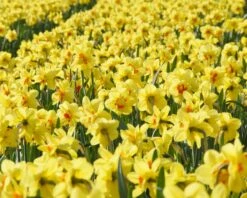 Narcissus 'Ascot' -Flowers Sales Store narcissus ascot 4