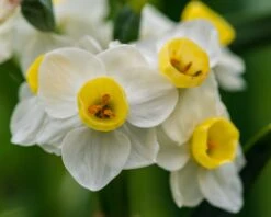 Narcissus 'Avalanche' -Flowers Sales Store narcissus avalanche 4