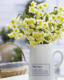 Narcissus 'Avalanche' -Flowers Sales Store narcissus avalanche 8