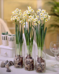 Narcissus 'Avalanche' -Flowers Sales Store narcissus avalanche 9