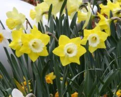 Narcissus 'Avalon' -Flowers Sales Store narcissus avalon 4