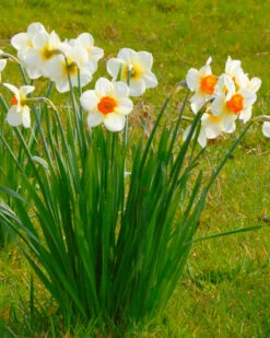 Narcissus 'Barrett Browning' 20 Narcissus 'Barrett Browning' -Flowers Sales Store narcissus barrett browning 1