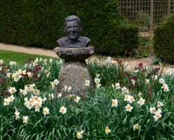 Narcissus 'Barrett Browning' 26 Narcissus 'Barrett Browning' -Flowers Sales Store narcissus barrett browning 10