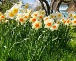 Narcissus 'Barrett Browning' 28 Narcissus 'Barrett Browning' -Flowers Sales Store narcissus barrett browning 11