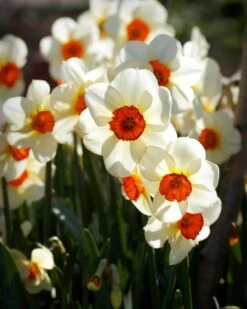 Narcissus 'Barrett Browning' 22 Narcissus 'Barrett Browning' -Flowers Sales Store narcissus barrett browning 13