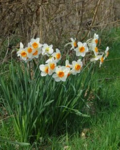 Narcissus 'Barrett Browning' 23 Narcissus 'Barrett Browning' -Flowers Sales Store narcissus barrett browning 2