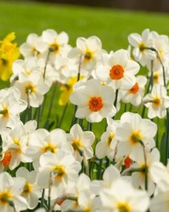 Narcissus 'Barrett Browning' 18 Narcissus 'Barrett Browning' -Flowers Sales Store narcissus barrett browning 5