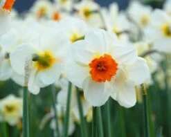 Narcissus 'Barrett Browning' 24 Narcissus 'Barrett Browning' -Flowers Sales Store narcissus barrett browning 6