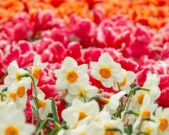 Narcissus 'Barrett Browning' 21 Narcissus 'Barrett Browning' -Flowers Sales Store narcissus barrett browning 7