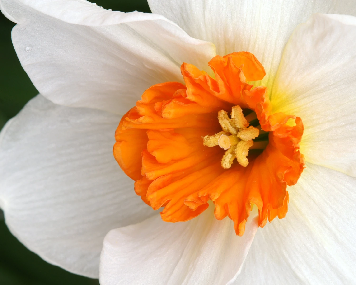 Narcissus 'Barrett Browning' 4 Narcissus 'Barrett Browning' - Image 2