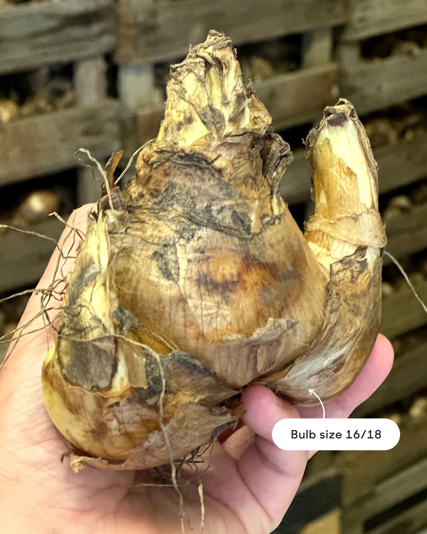 Narcissus 'Barrett Browning' 6 Narcissus 'Barrett Browning' - Image 4