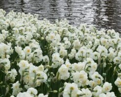 Narcissus 'Bridal Crown' -Flowers Sales Store narcissus bridal crown 1