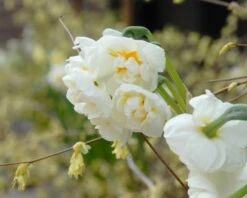 Narcissus 'Bridal Crown' -Flowers Sales Store narcissus bridal crown 2