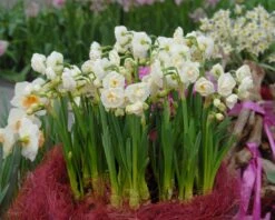 Narcissus 'Bridal Crown' -Flowers Sales Store narcissus bridal crown 3