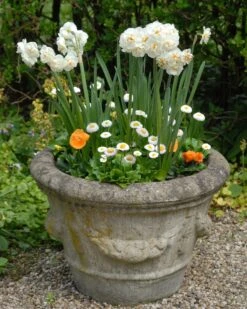Narcissus 'Bridal Crown' -Flowers Sales Store narcissus bridal crown 4