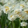 Narcissus 'Bridal Crown'