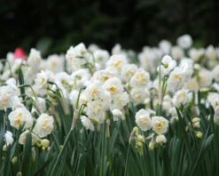 Narcissus 'Bridal Crown' -Flowers Sales Store narcissus bridal crown 6