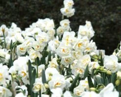 Narcissus 'Bridal Crown' -Flowers Sales Store narcissus bridal crown 8