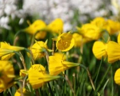 Narcissus 'Golden Bells' -Flowers Sales Store narcissus bulbocodium 1
