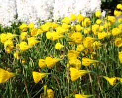 Narcissus 'Golden Bells' -Flowers Sales Store narcissus bulbocodium 2