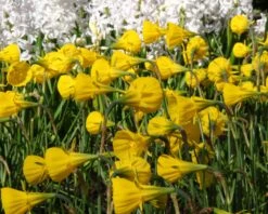 Narcissus 'Golden Bells' -Flowers Sales Store narcissus bulbocodium 7