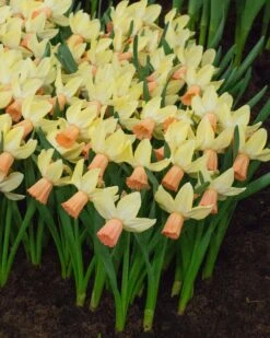 Narcissus 'Carice' -Flowers Sales Store narcissus carice 3