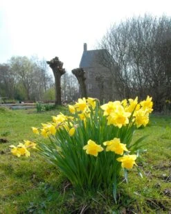Narcissus 'Carlton' -Flowers Sales Store narcissus carlton 4 7c09c014 e7fb 4242 a6ab dd11605a519c