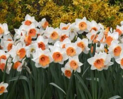Narcissus 'Chromacolor' -Flowers Sales Store narcissus chromacolor 1
