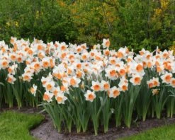 Narcissus 'Chromacolor' -Flowers Sales Store narcissus chromacolor 3